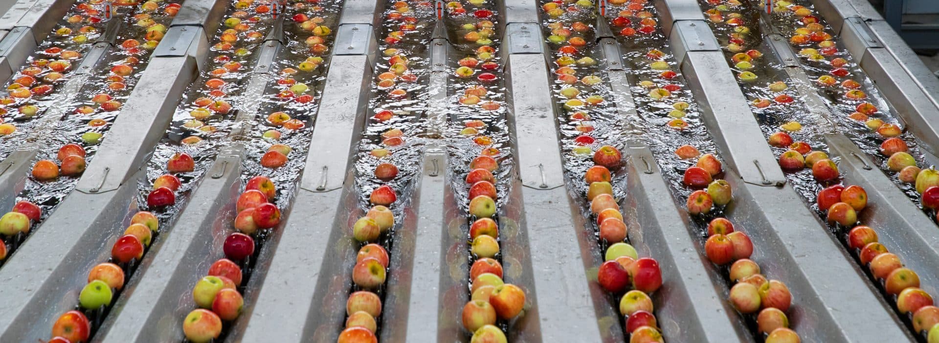 Apples floating through water channels on a fruit washing line