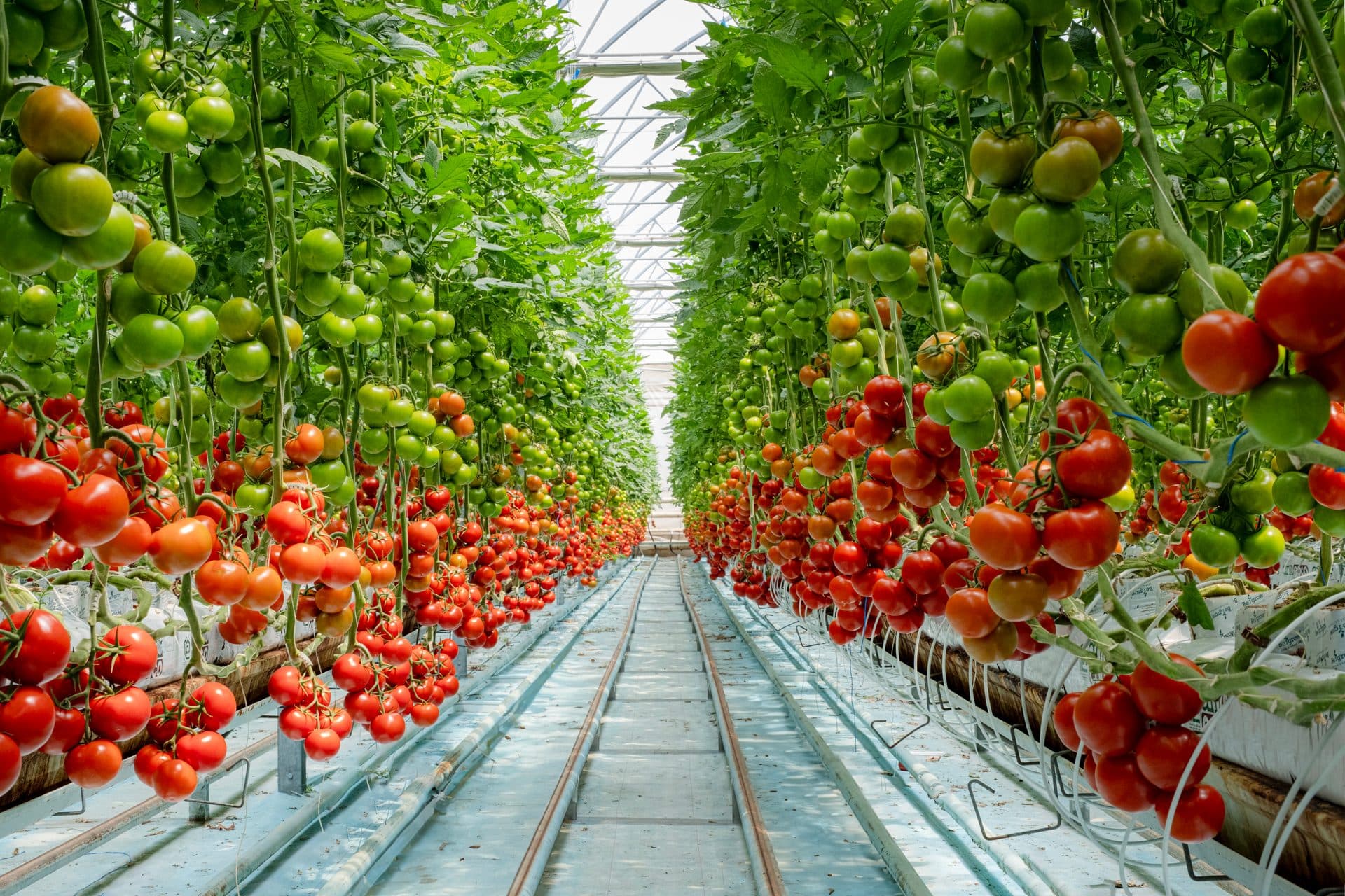 Tomatoes ripening on the vine inside a greenhouse