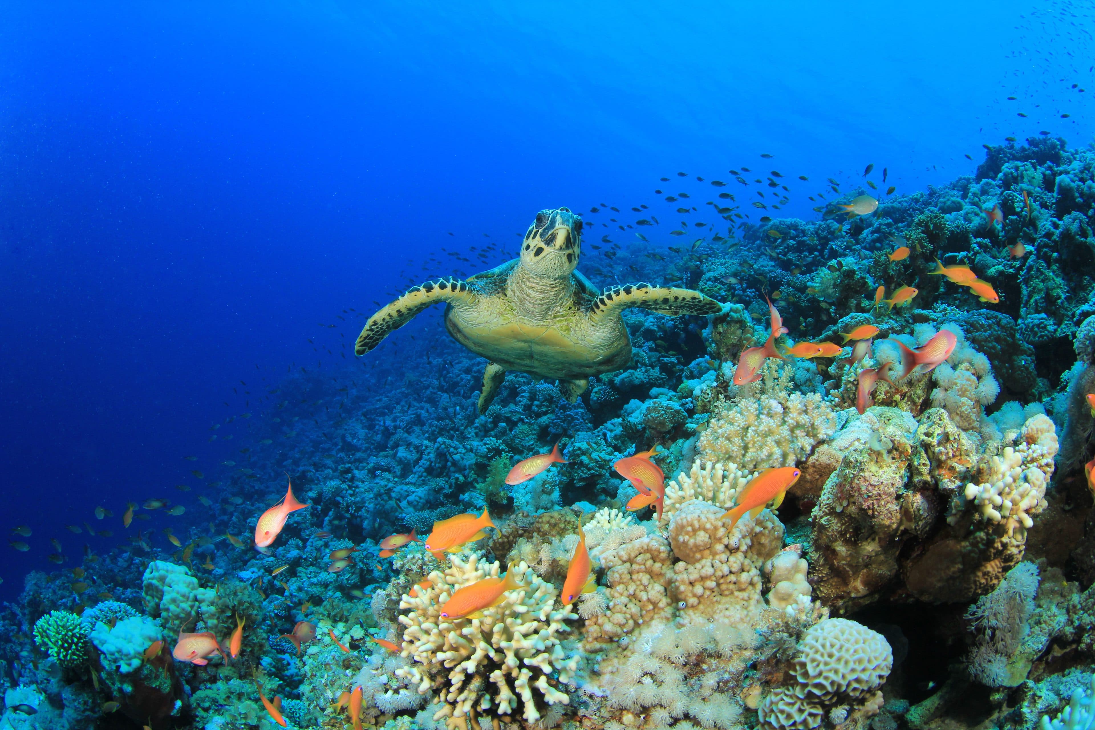 A sea turtle gliding over a vibrant, healthy coral reef