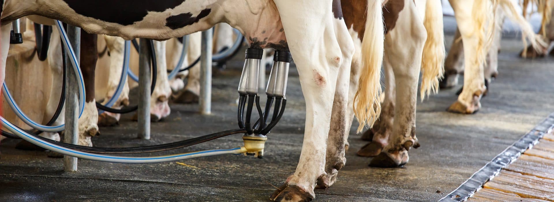Dairy cows with milking clusters attached in a milking parlor
